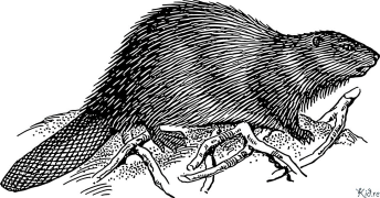 beaver Kurasa Za Kupaka Rangi Zinazoweza Kuchapishwa